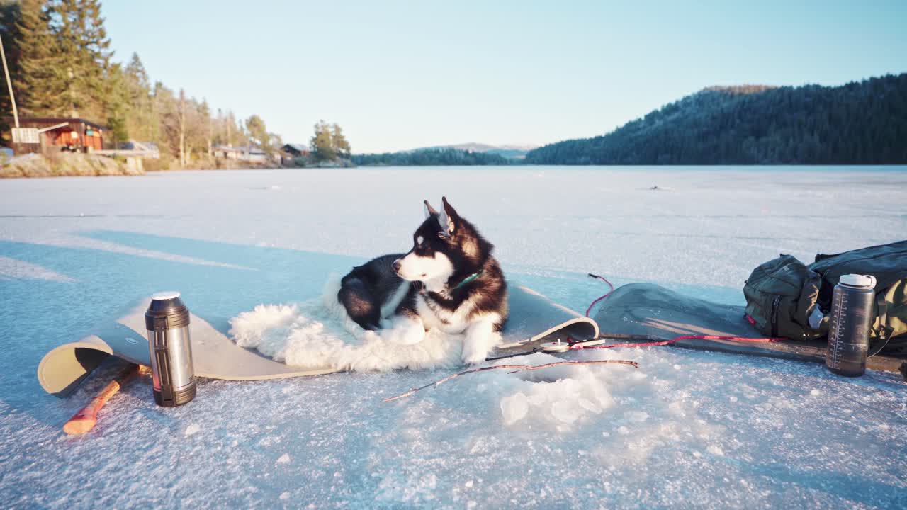 노르웨이 트론헤임에서 겨울 동안 햇빛 아래 모피 양탄자와 매트 위에 누워 있는 알래스카 맬러뮤트 개