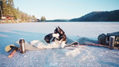 Alaskan-Malamute-Dog-Lying-On-A-Mat-With-Fur-Rug-Under-Sunlight-During-Winter-In-Trondheim,-Norway