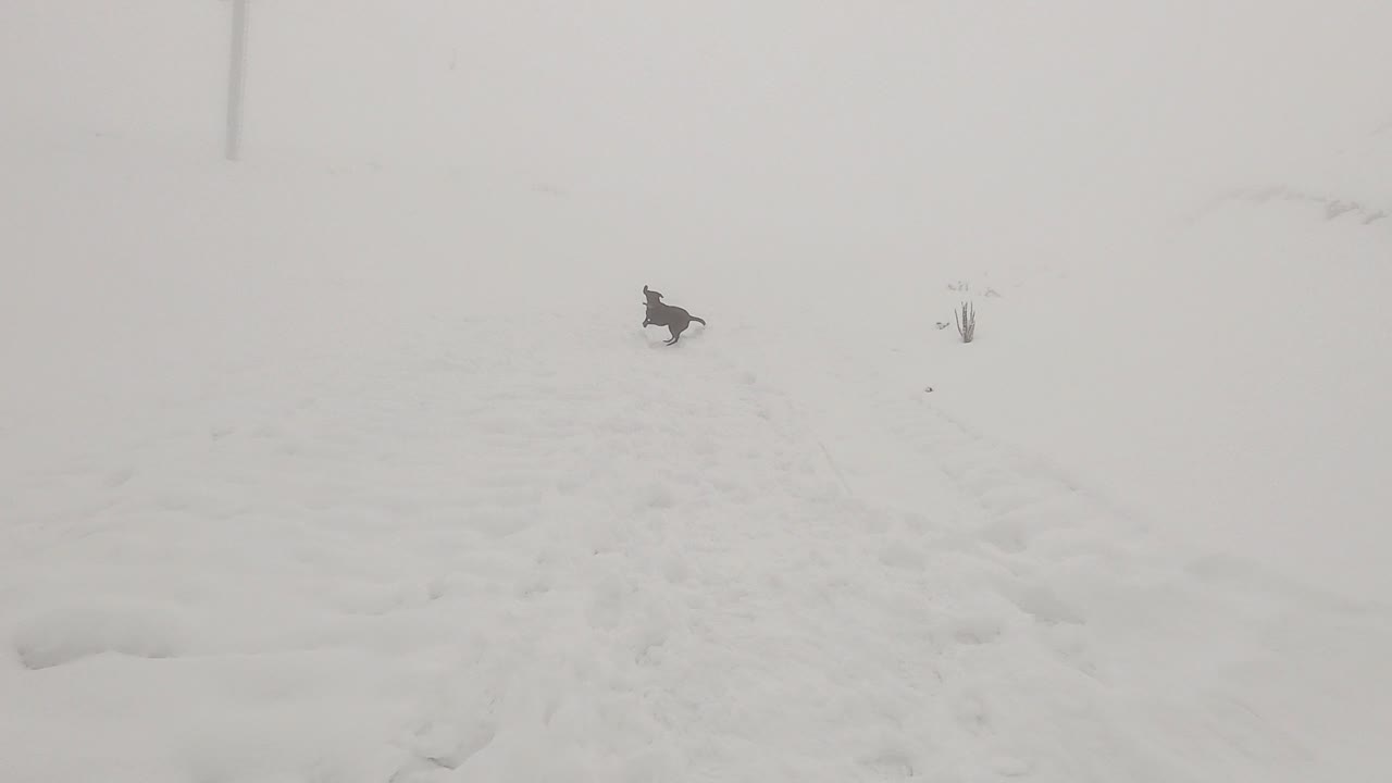 슬로우 모션, 눈 위의 카메라를 향해 걸어가는 검은 개