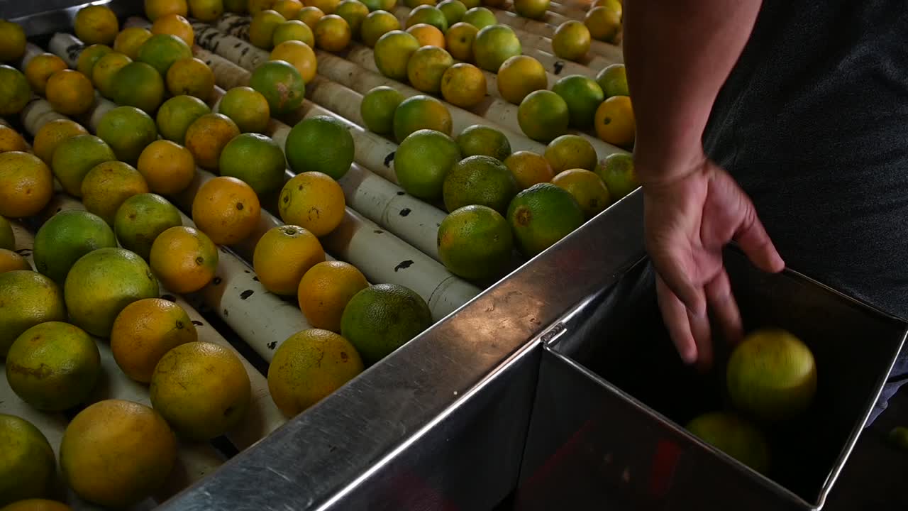 hand picking and selecting the best oranges from the conveyor belt