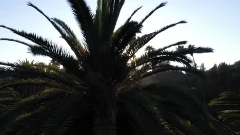 Drone-shot-of-a-large-palm-tree-panning-down-during-golden-sunset-hour-with-sun-peeking-through-palm-tree-and-clear-blue-skies-in-Los-Angeles,-California-park