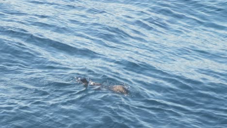 Gray-seal,-Halichoerus-grypus,-floating-and-resting-in-sea-water