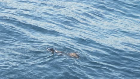 foca gris, halichoerus grypus, flotando y descansando en agua de mar