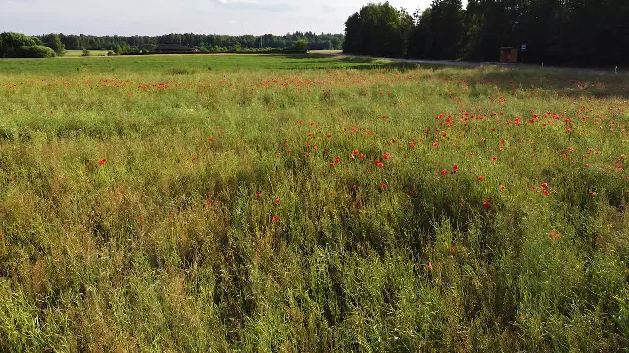 prado verde y amapolas rojas en flor, vista aérea