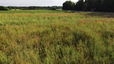 green meadow and red blooming poppies, aerial view