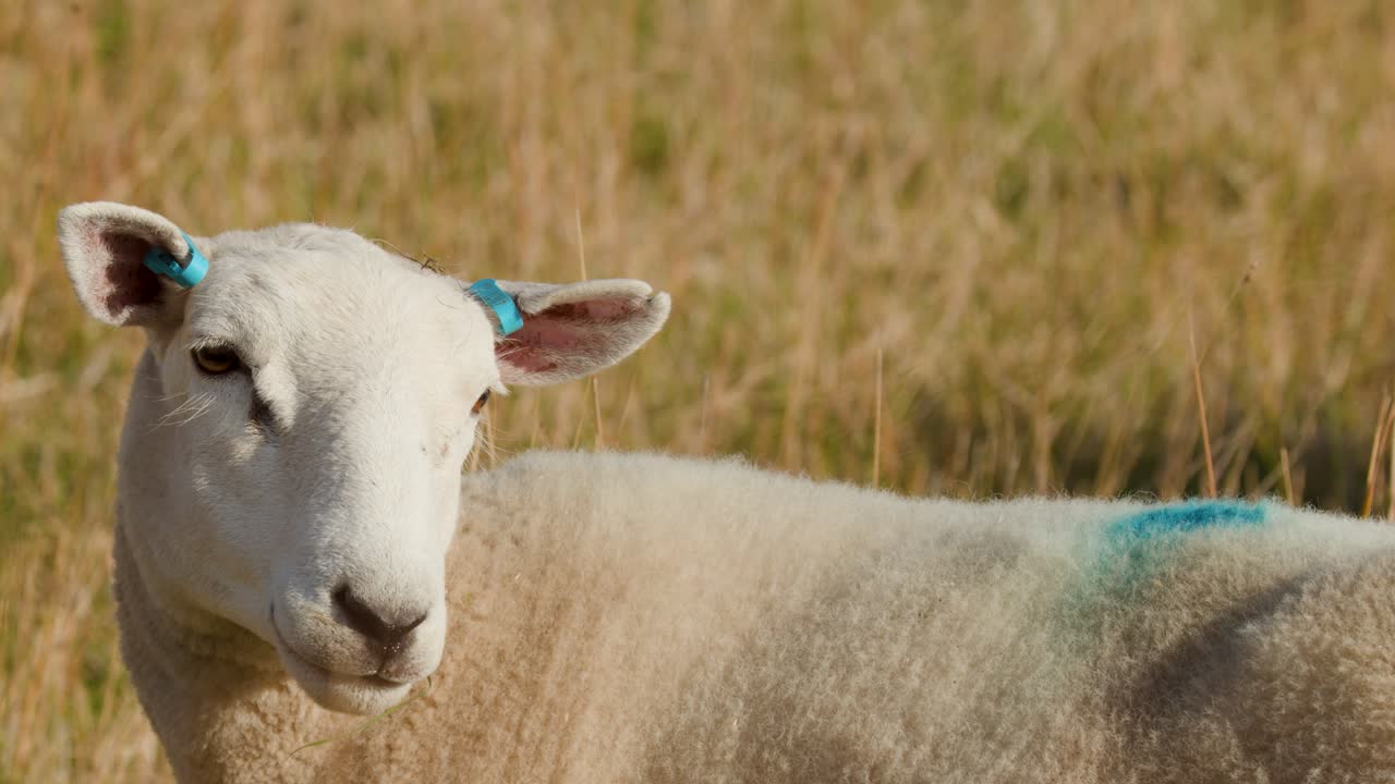 Single sheep stands alert in grassy field, natural sunlight, steady camera, rural Scotland landscape