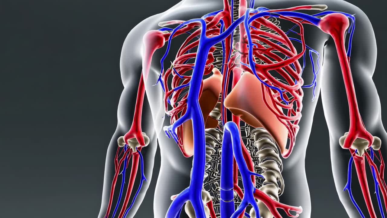 Vista laterale di un modello di anatomia umana che mostra muscoli e vene. Il video utilizza un'angolazione di profilo.