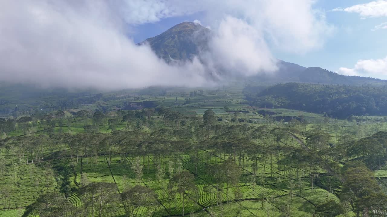 Cinematic aerial video of green tea gardens on mountain hills, partially covered by clouds and surrounded by fresh, lush vegetation under clear skies. Bedakah tea plantation, Indonesia