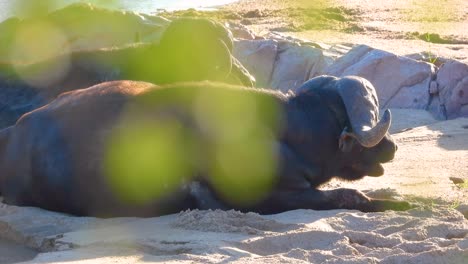 Close-up view about water buffalos on a resting scene at Kruger National Park, South Africa.