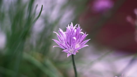 the beautiful flower of a chive