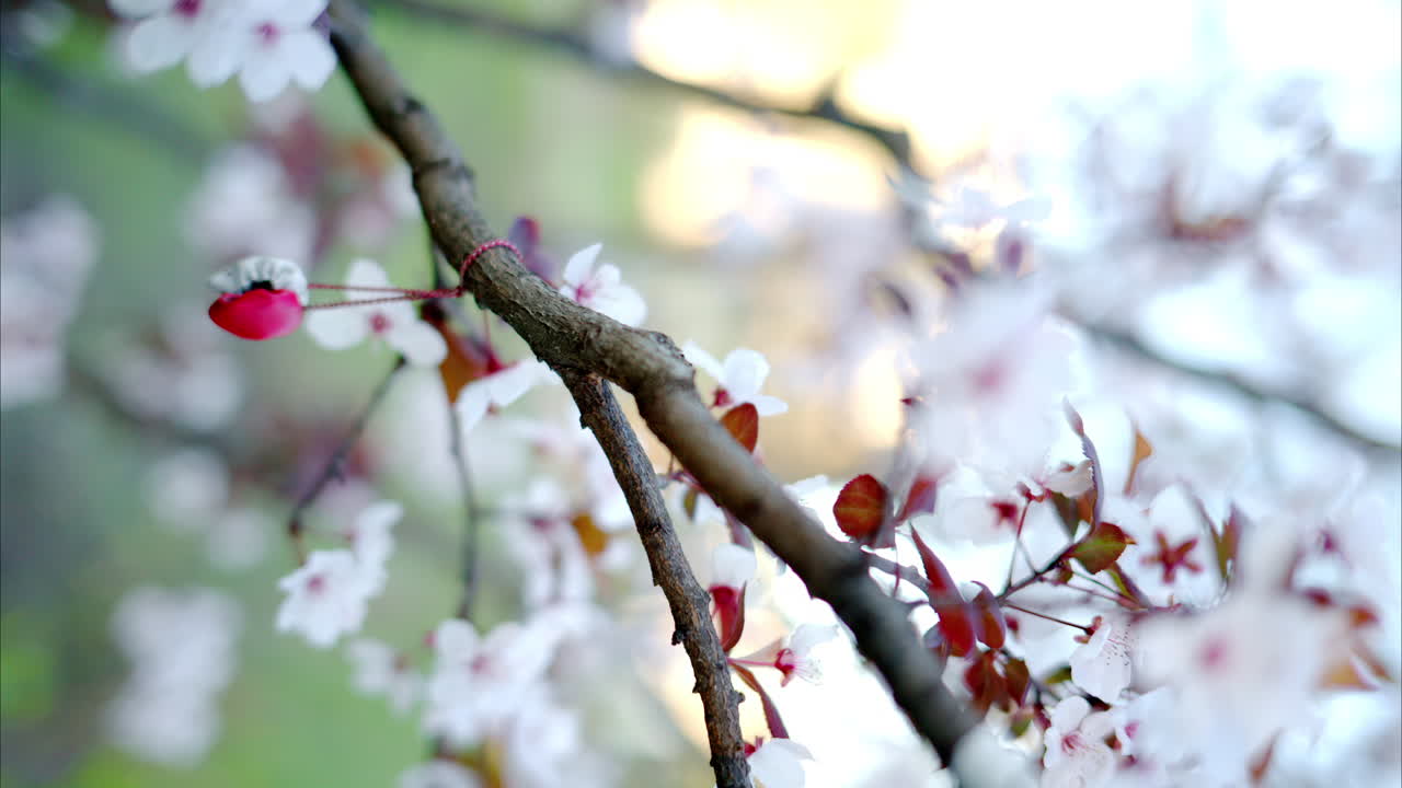 Close-up of a tree branch with flowers in bloom and a martisor on it. Vertical