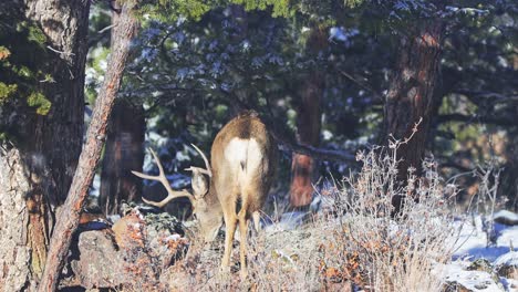 Mule-Deer-buck-grazing-away-from-the-viewer-along-bushes-in-a-remote-area-of-the-Colorado-Rocky-Mountains-during-the-winter