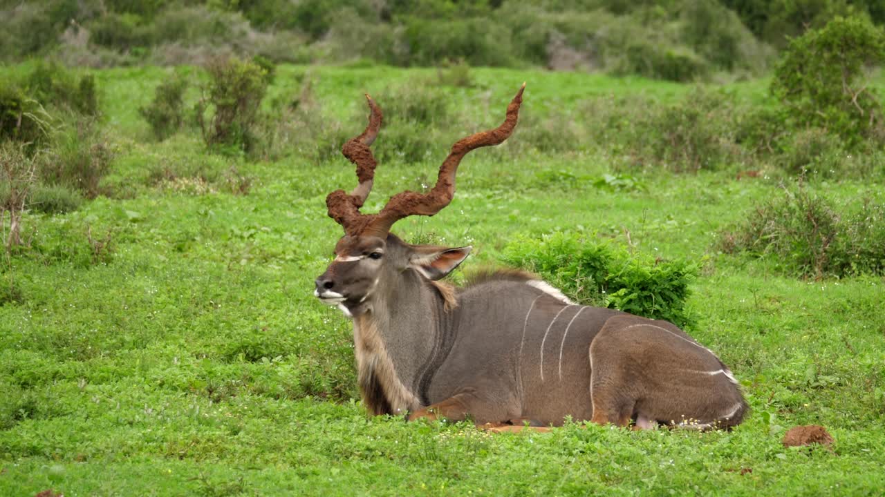 kudu macho grande aislado, cuernos enormes, se sienta en la hierba en el parque de elefantes addo, tiro de seguimiento