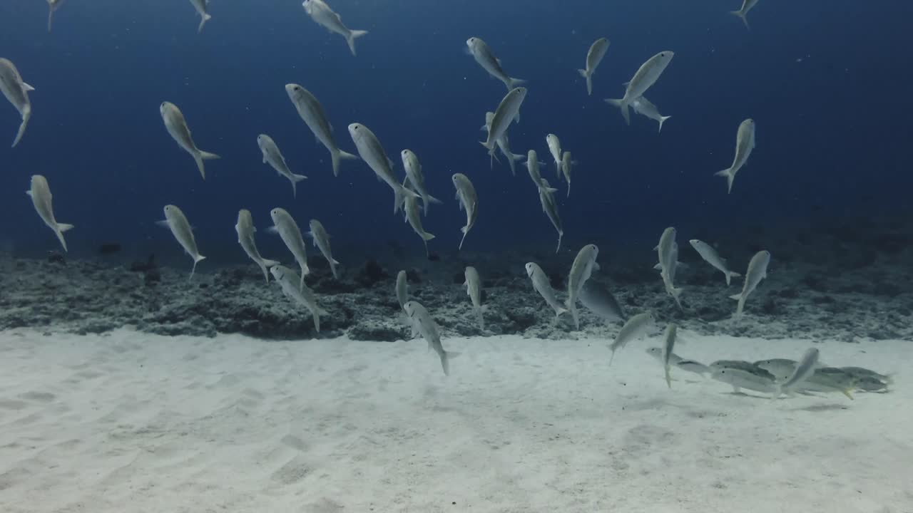 A school of goatfish rests quietly on the sandy seabed of Mauritius before suddenly taking off, creating a mesmerizing underwater scene full of motion and marine life