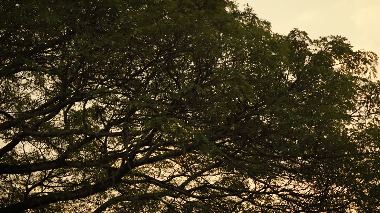 tropical branches glowing in warm sunrise light near Angkor in Cambodia