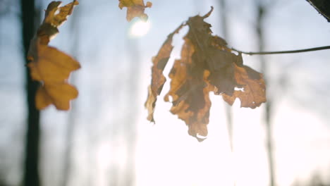 Colorful-leaves,-hanging-on-a-branch,-in-sunny-Scandinavia---low-angle-orbit-view