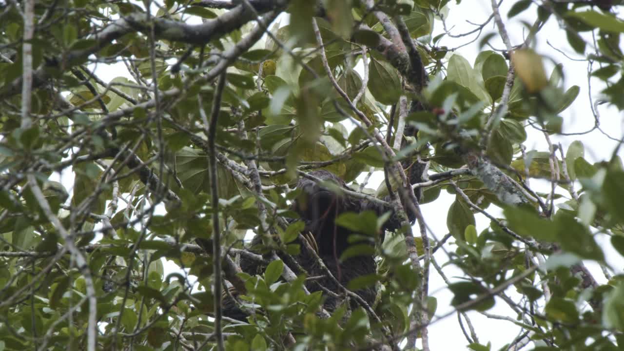 charming sloth as it hilariously hangs from tree branches, slowly navigating the lush canopy of the Amazon rainforest