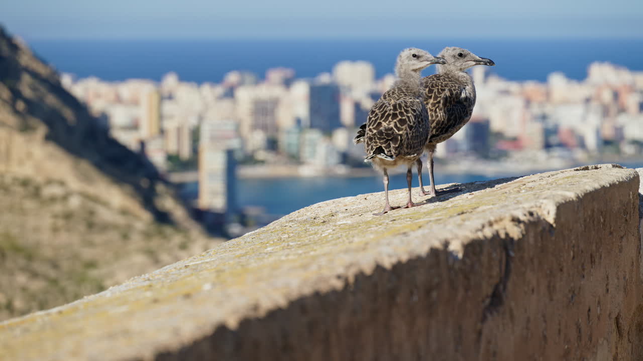 Two young seagulls on the castle rampart, Santa Barbara Castle Alicante, Spain