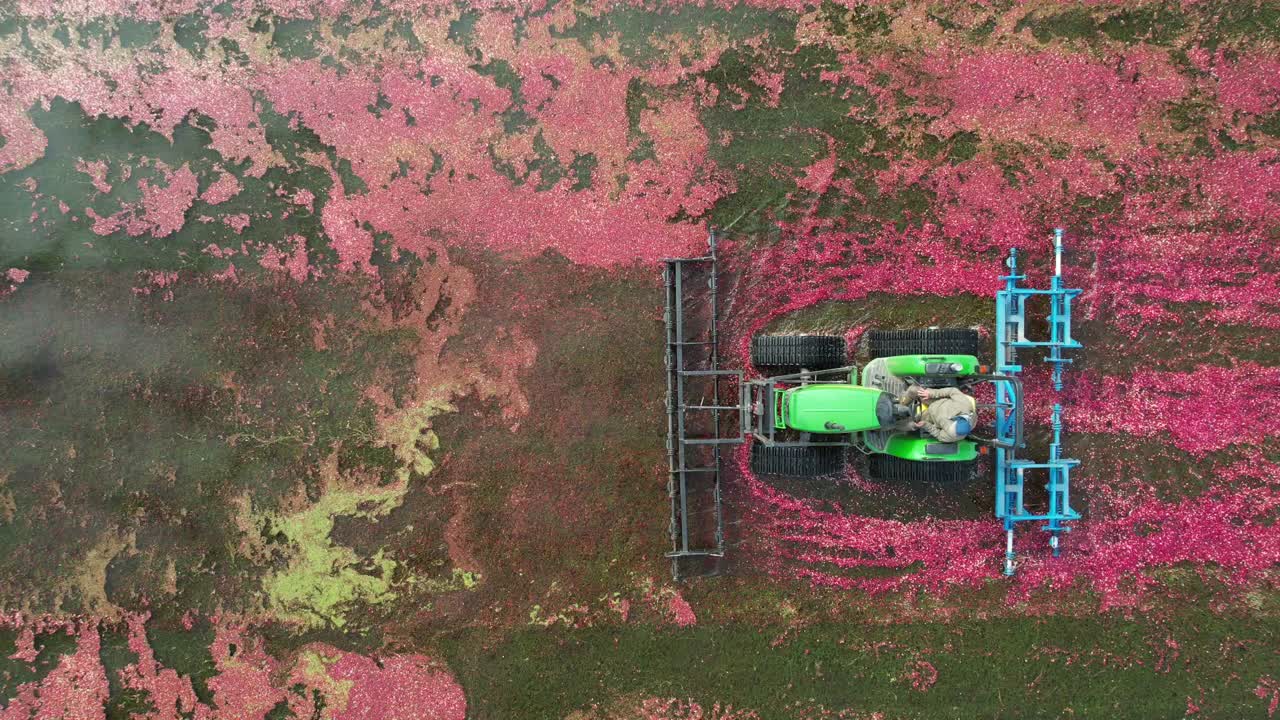 A harrow tractor slowly works its way through a cranberry bog gently knocking cranberries off their vine allowing their buoyancy to float them to the water's surface