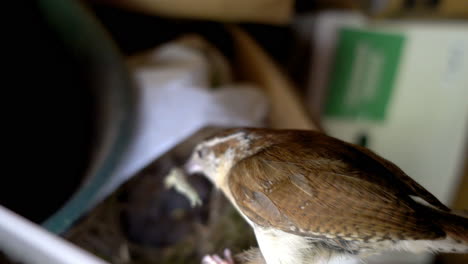 a carolina wren perches by her nest with a caterpillar in her beak