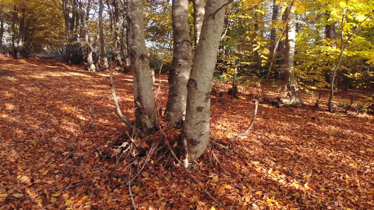 Autumn Forest Floor Covered in Fallen Leaves