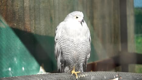 A-white-bird-perches-on-a-bird-stand-in-an-aviary