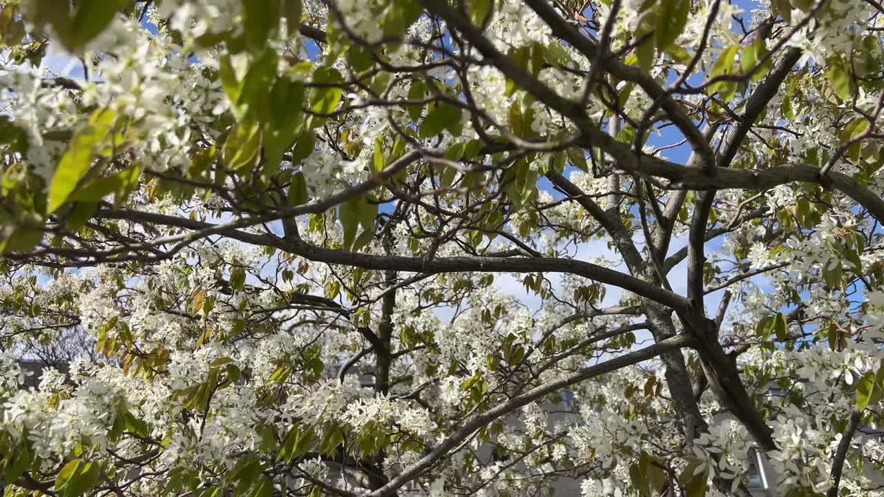 Close up of blooming spring tree with white flowers