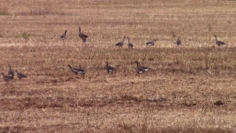 Gansos-Deambulando-En-El-Rastrojo-De-Un-Campo-De-Guisantes