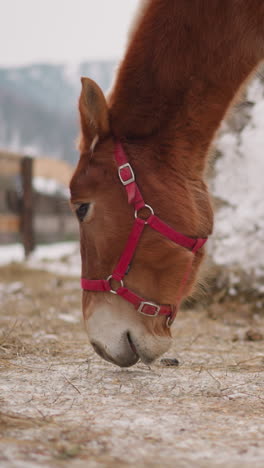 small domestic horse with pink snaffle eats hay at rural farm in altai region. purebred animal grazes on pasture in highland on nasty winter day closeup