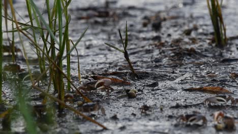 Nahaufnahme-Von-Winkerkrabben-Aus-Golfsand,-Die-Sich-Entlang-Eines-Ufers-In-Eine-Grasfläche-Bewegen