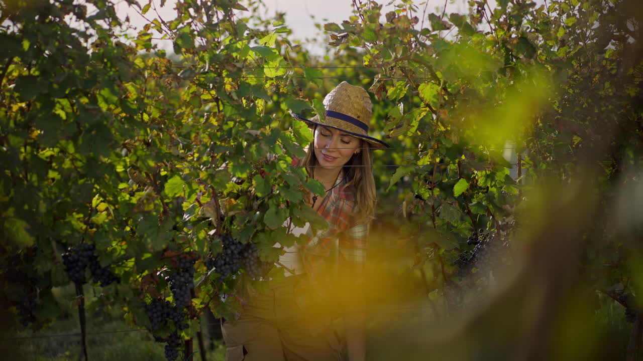 mujer cosechando uvas en el viñedo