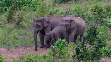 The-Asiatic-Elephants-are-endangered-species-and-they-are-also-residents-of-Thailand