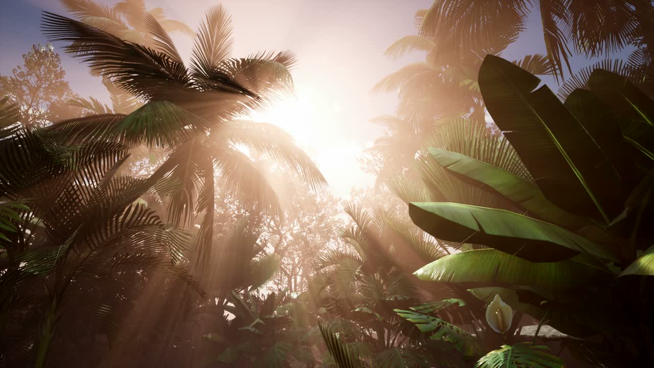 sonnenuntergangsstrahlen durch palmen