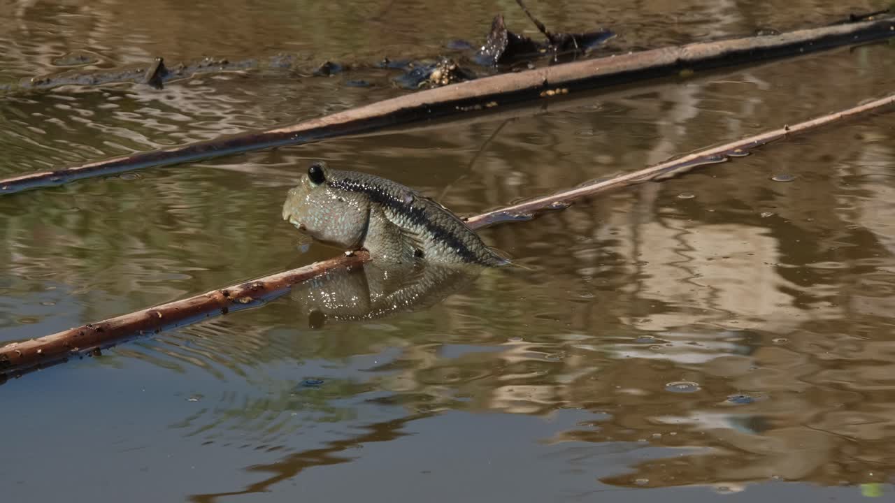 visto descansando en un bambú flotante luego nada hacia la derecha, el saltarín de barro de manchas doradas periophthalmus chrysospilos, tailandia