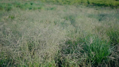 close-up of tall grasses in a lush green field under natural sunlight