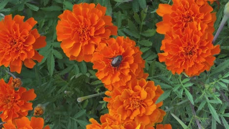 Japanese-beetle-on-an-orange-marigold,-close-up