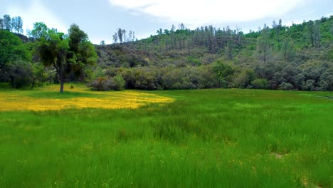 4k 29 fps drone footage of a wet meadow loaded with flowers and butterflies