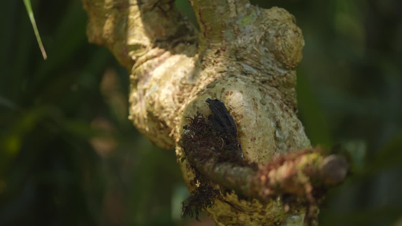 un pájaro pescador de orejas azules se para en una rama y vuela hacia abajo para atrapar un pez