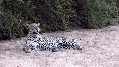 South-African-leopard-rests-in-shade-yawning,-Kruger-wildlife-safari