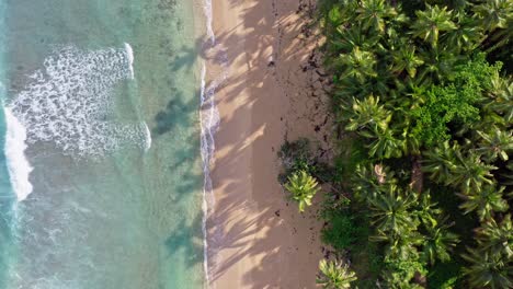 Drone-view-of-scenic-palm-fringed-Coson-beach-of-Las-Terrenas,-Caribbean