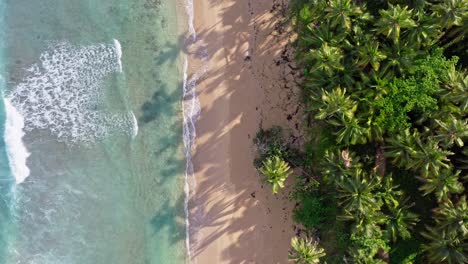 drone view of scenic palm fringed coson beach of las terrenas, caribbean