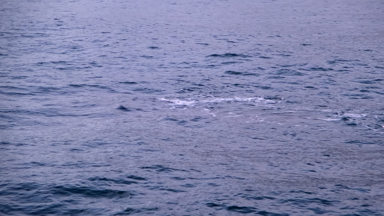 View of Southern Right whale blowing at ocean surface from whale watching boat