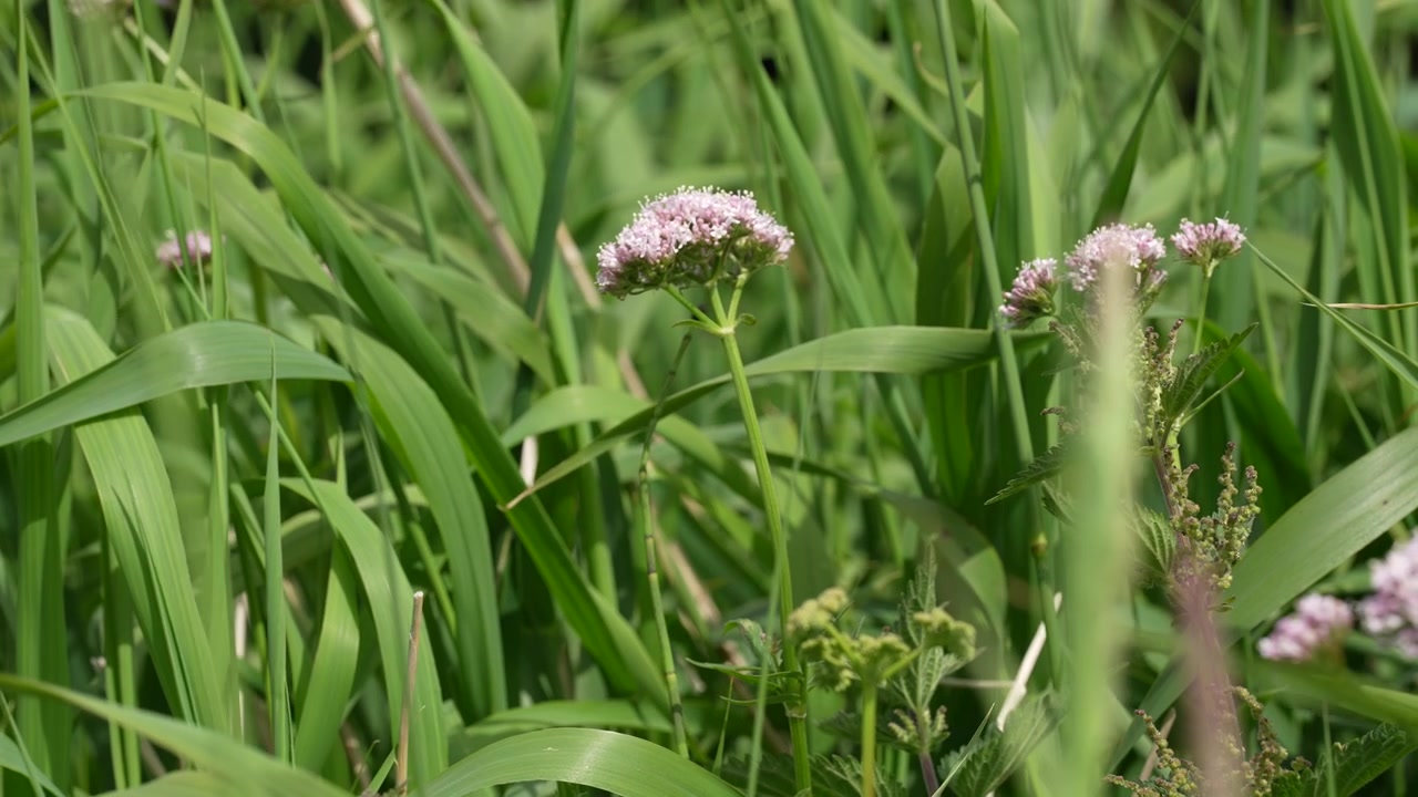 Fiori selvatici rosa che sbocciano tra erba verde e vegetazione al rallentatore.