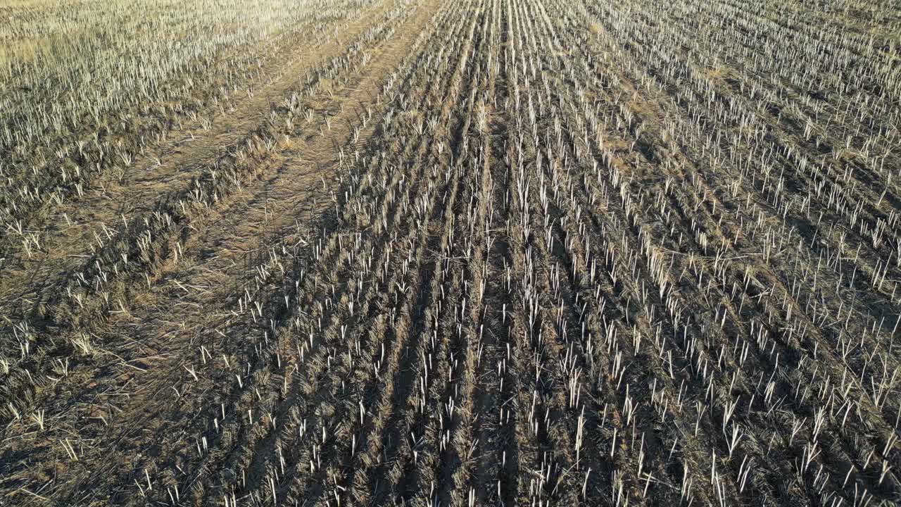 fotografía aérea de un campo de trigo cosechado en australia durante la temporada