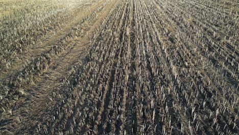 Aerial-Birds-Eye-shot-of-harvested-wheat-field-in-Australia-during-season