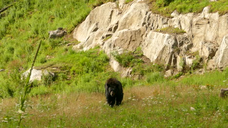 american black bear walking on grassland on a sunny day