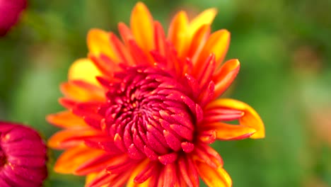 red and orange flowers in slow motion