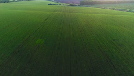 aerial video of an agricultural field with wheat