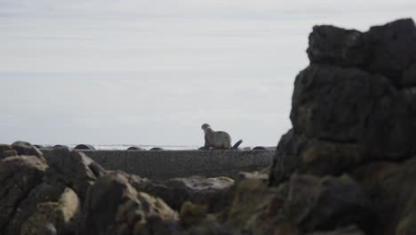 Solo-León-Marino-Perezoso,-Tumbado-En-Las-Rocas-Junto-A-La-Orilla-Del-Mar