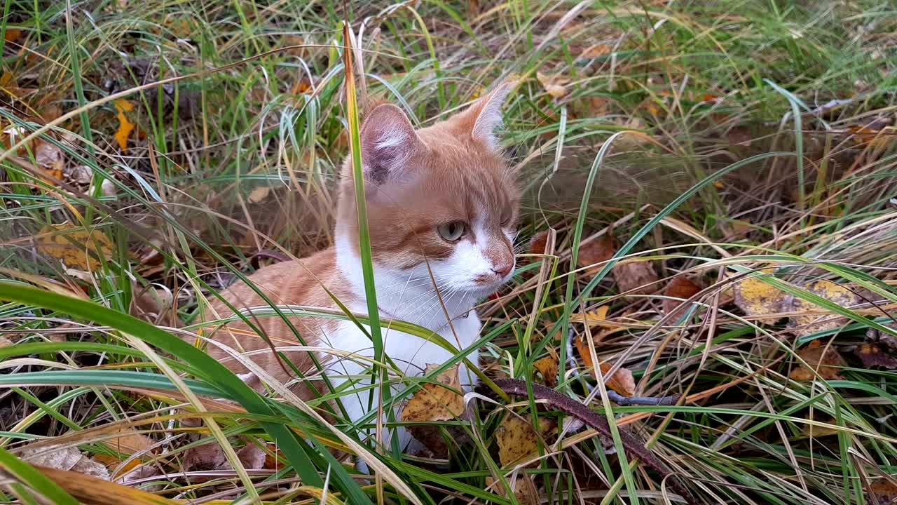 빨간 목걸이를 입은 귀여운 색 고양이가 잔디에서 뭔가를 쳐다보고 있다.